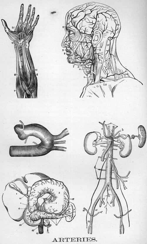 The human arteries