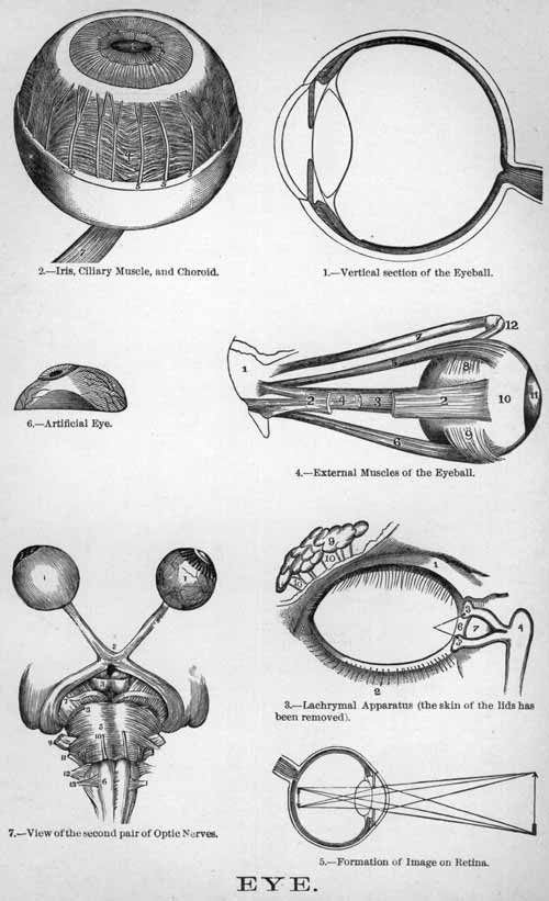 The eyes and their nerves