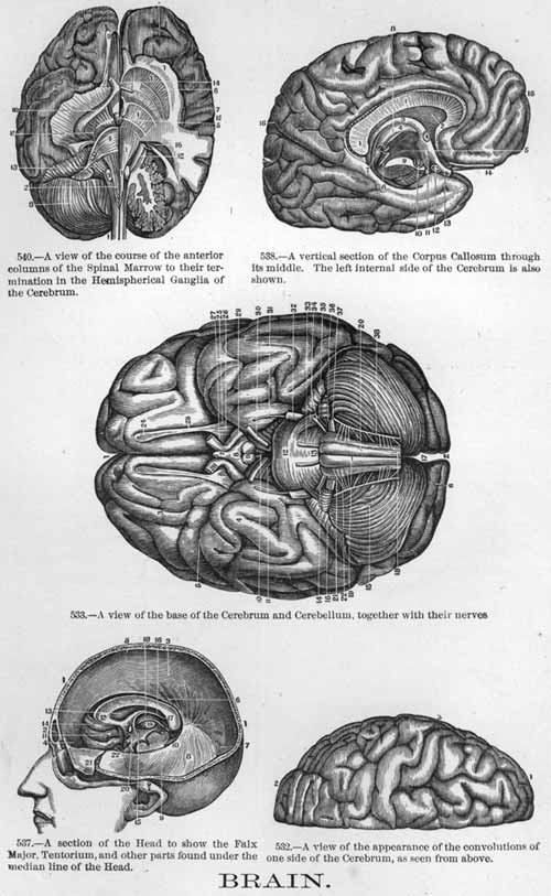 The human brain