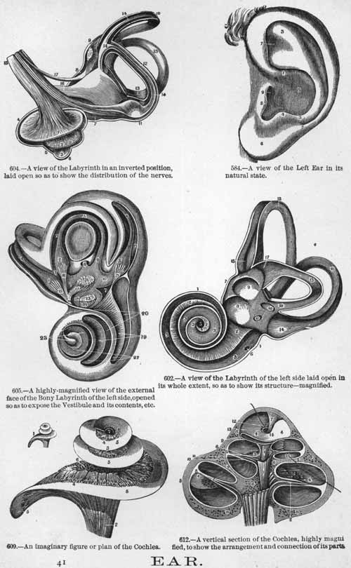 human ear and it's parts