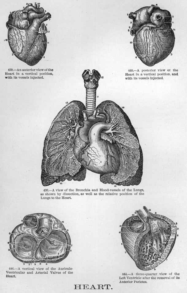 The human heart and it's parts from several angles