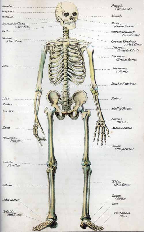 human skeleton drawing. human skeleton ribs