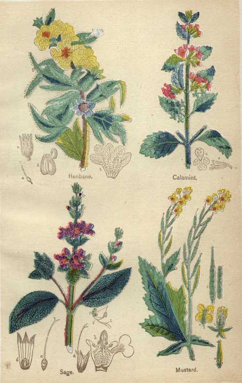 Pictures of Medicinal Plants - Plate 1 - Henbane, Sage, Mustard, Calamint