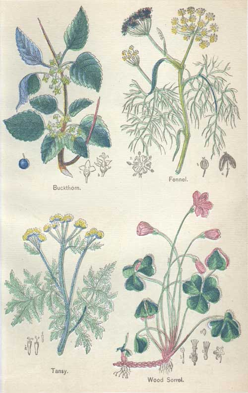 Pictures of Medicinal Plants - Plate 3 - Buckthorn, Fennel, Tansy, Wood Sorrel