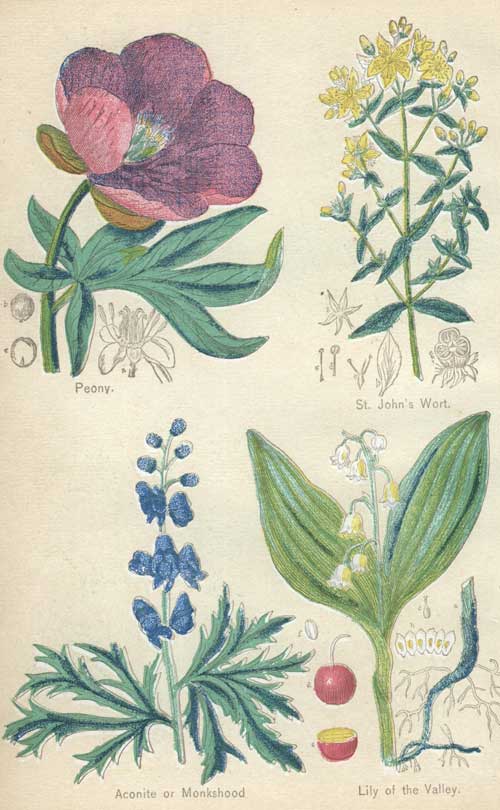Pictures of Medicinal Plants - Plate 4 - Peony, St. John's Wort, Acanite or Monkshood, Lily of the Valley