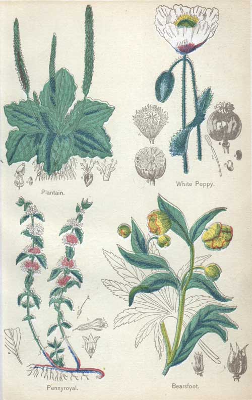 Pictures of Medicinal Plants - Plate 5 - Plantain, White Poppy, Pennyroyal, Bearsfoot
