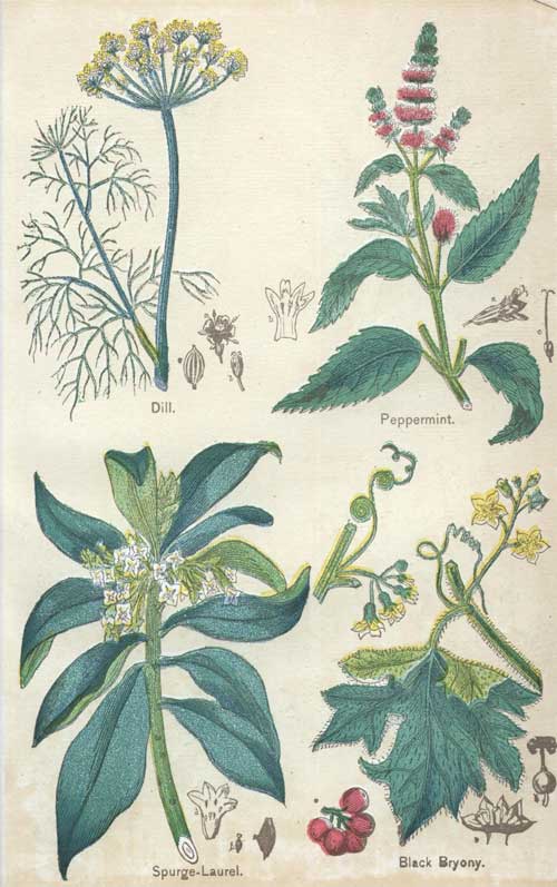 Pictures of Medicinal Plants - Plate 7 - Dill, Peppermint, Spurge-Laurel, Black Bryony
