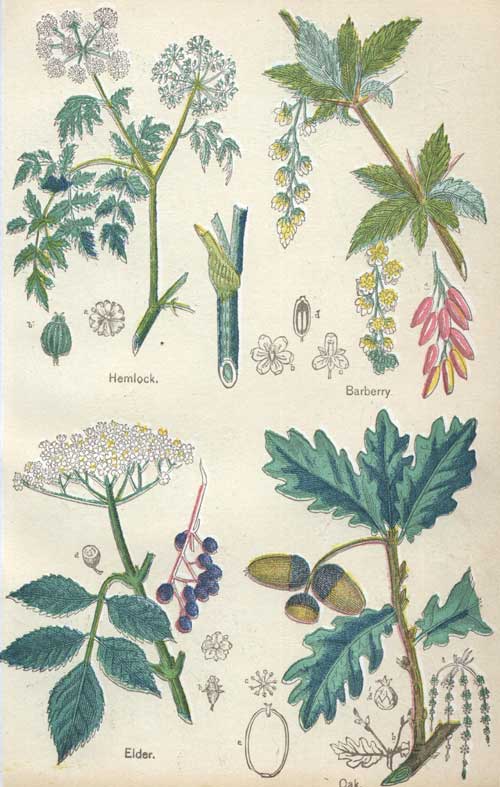 Pictures of Medicinal Plants - Plate 9 - Hemlock, Barberry, Elder, Oak