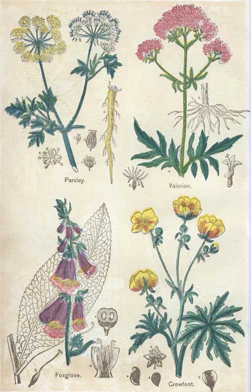 Pictures of Medicinal Plants - Plate 10 - Parsley, Valerian, Foxglove, Crowfoot