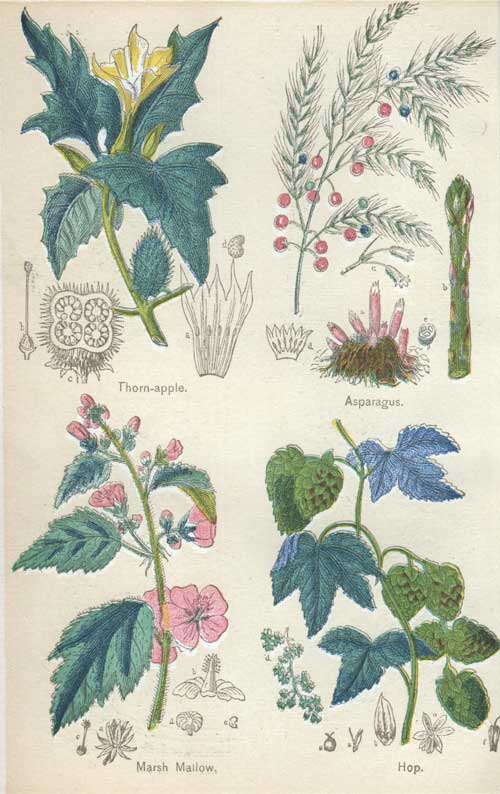Pictures of Medicinal Plants - Plate 12 - Thron-apple, Asparagus, Marsh Mallow, Hop