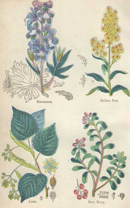 Pictures of Medicinal Plants - Plate 14 - Stavesacre, Golden Rod, Lime, Bear Berry