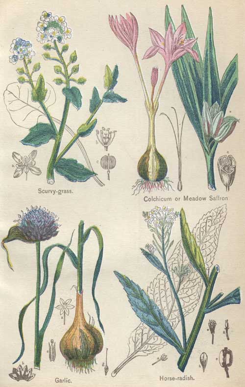 Pictures of Medicinal Plants - Plate 15 - Scurvy-grass, Colchicum or Meadow Saffron, Garlic, Horse-radish