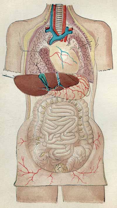 Organs of the Digestive System