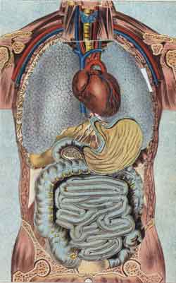 Heart, stomach, intestines, major veins and arteries of the human body