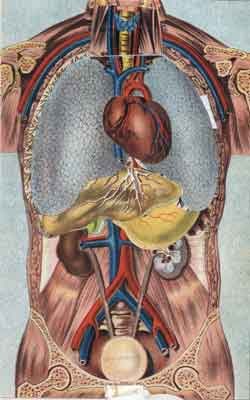 Kidneys and bladder of the human body