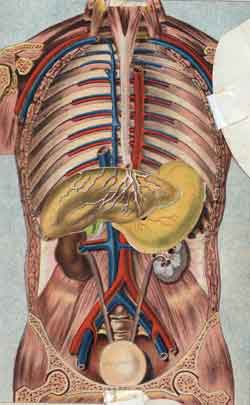 The open flap pull apart anatomy person, revealing organs and what's