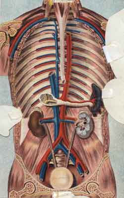 More main arteries and veins of the human body
