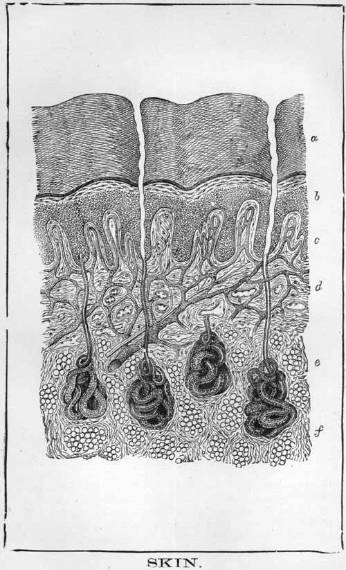 Parts of the human skin